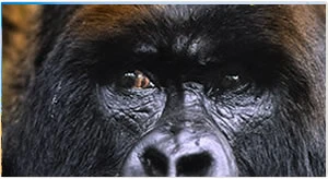 Gorilla Trek