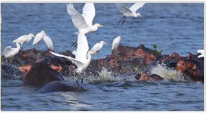 Wildlife Safaris